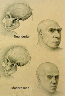 Neanderthal Modern Man Comparison