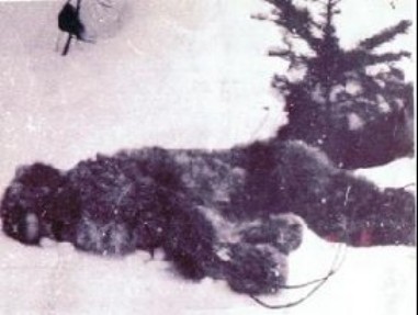 Dead Bigfoot Photo 1894