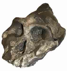 Paranthropus Skull