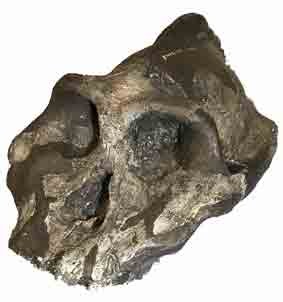 gigantopithecus blacki skull