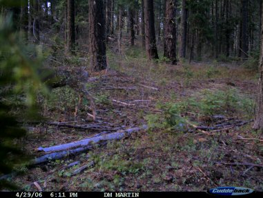 Oregon Game Camera Photo