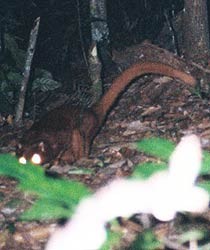 Borneo Animal
