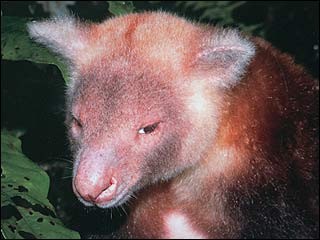 New Guinea Mammal