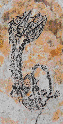 Two-headed reptile fossil