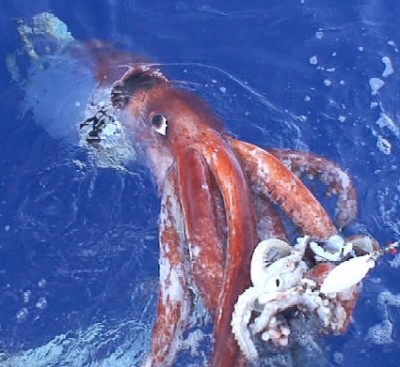 Giant Squid Filmed