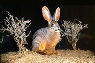 Riverine rabbit