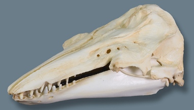 Beluga Whale Skull