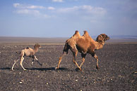 Bactrian camel 