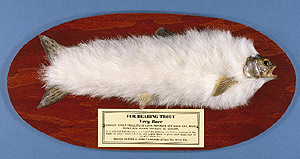 Fur-Bearing Trout