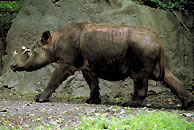 Sumatran rhinoceros