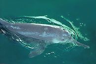 Yangtze River dolphin