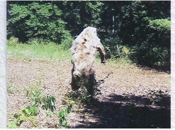 Atoka County Bigfoot