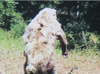 Atoka County Bigfoot