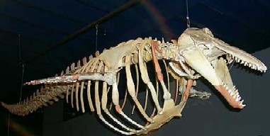 Beluga Whale Skeleton