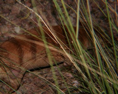 Thylacine Photo