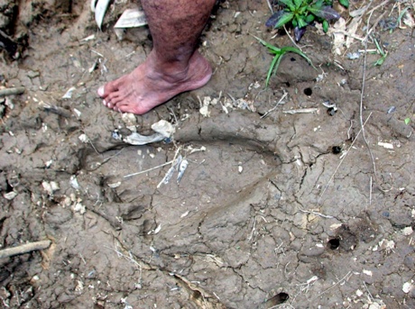 Malaysian Mystery Footprints