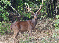 Cryptomundo Fiordland Photo Is It Mystery Moose Or Common Deer