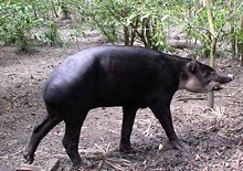 tapir2