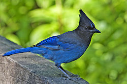 250px-stellers_jay_-_natures_pics.jpg