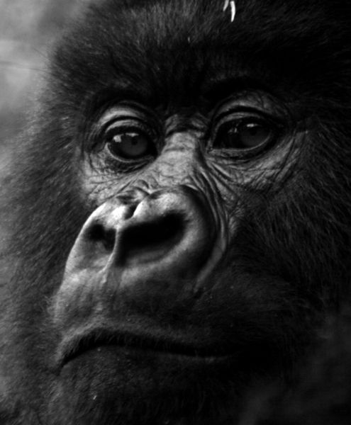 495px-gorilla-face2.jpg