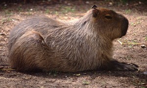 Capybara, Dr Karl Shuker