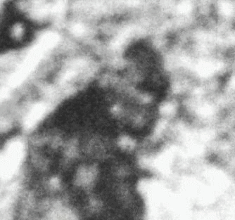 Patterson/Gimlin Film Images