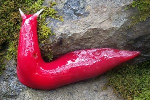 Giant pink slug