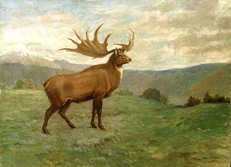 Irish elk, Charles knight, pub dom
