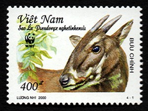 Saola, Vietnam 2000 2