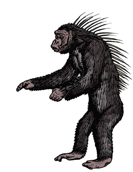 Spiny-Backed Chimpanzee, Tim Morris2