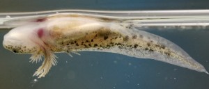axolotl_upside_down_floating