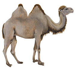 camels bactrian