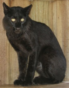 Melanistic Bobcat Caught