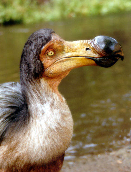 munn dodo