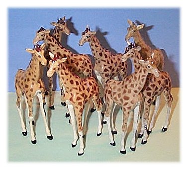 old giraffes