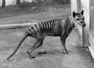 thylacine-captive