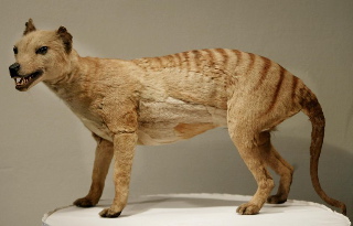 thylacine-mount