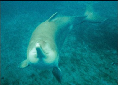 Yangtze River dolphin