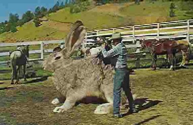 Large Bunny Rabbit