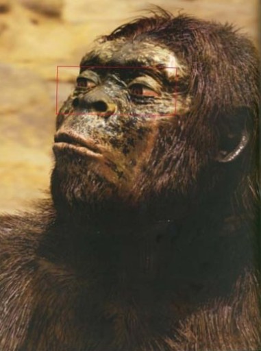 Lucy Hominid