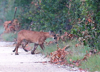 florida panthers animal. Florida Panther on the Loop