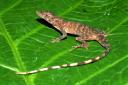 Anolis gruuo