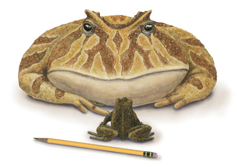 frog big