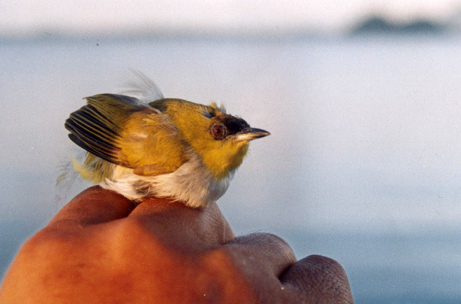 white-eye2