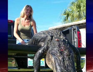 alligator hunting cryptomundo gator refuge rockefeller nuisance crazy florida wildlife louisiana kill