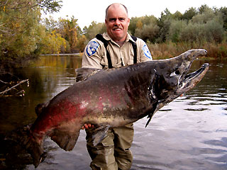 Giant Salmon Photo