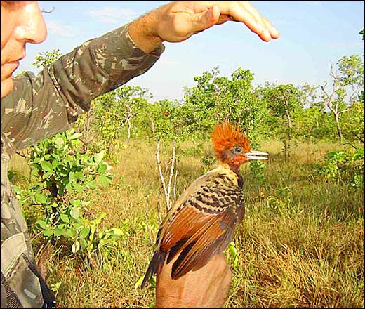 Caatinga Animals