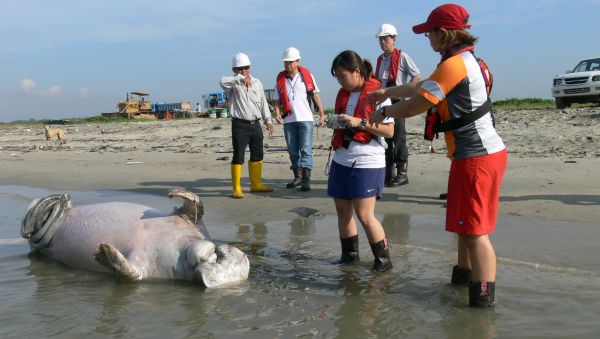 Mermaid Dugong