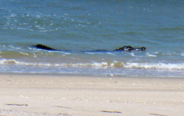 Alligator In Ocean