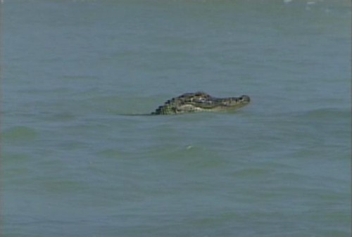 Alligator In Ocean